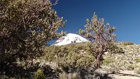 Polylepis im Nationalpark Sajama