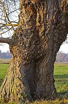 Echte Schwarz-Pappeln sind oft krumm gewachsen; Baum mit Maserknolle und unregelmäßiger Borke