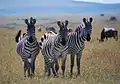 Steppenzebras