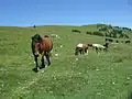 Pferde auf der Postalm