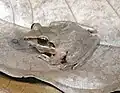 Pristimantis lymani