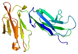 Fcγ-Rezeptor IIb