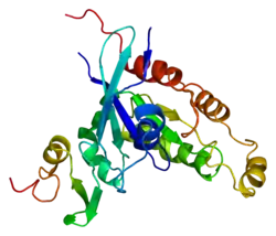 Serin/Threonin-Protein-Kinase PAK2