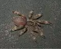 Spiderling