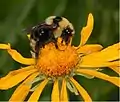 Bombus (Psithyrus) insularis