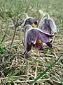 Die kalkliebende Schwarz-Küchenschelle (Pulsatilla pratensis subsp. nigricans) ist ebenfalls gefährdet.