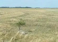 Puszta-Landschaft bei der Langen Lacke
