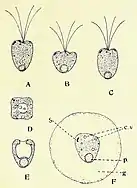 P. inconstansW.&nbsp;J. Hodgetts, 1920