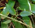 Gefiedertes Blatt mit Ranke