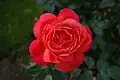 ‘Queen of Hearts’, Kordes, 2008