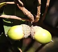 Eiche (Quercus phillyreoides) am Asama