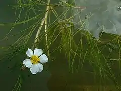Flutender Wasserhahnenfuß (Ranunculus fluitans) wurde zur Rarität in der Wupper