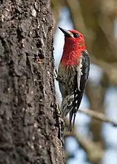 Alaska Feuerkopf-Saftlecker (Sphyrapicus ruber ruber)