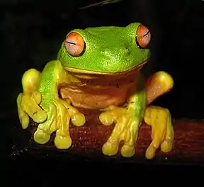 Ranoidea chloris