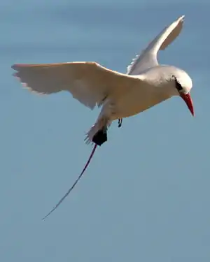 Rotschwanz-Tropicvogel