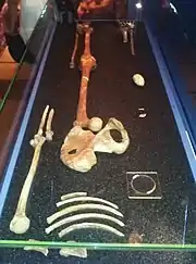 Die Knochen im Oxford University Museum of Natural History: Ansichten von der Fuß- und der Kopfseite