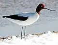 Recurvirostra novaehollandiae