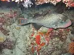 Apo Reef Marine Natural Park