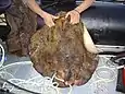Harpunierter Rochen, ca. 25&nbsp;kg