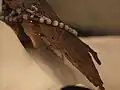 Reliquie