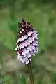 Purpur-Knabenkraut(Orchis purpurea)