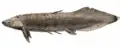 Retodus
