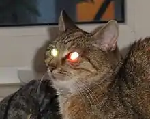 Abb.&nbsp;11 Retroreflexion bei Katzenaugen durch das Tapetum lucidum auf der Netzhaut