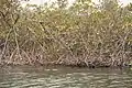 Mangroven im Saloum-Nationalpark