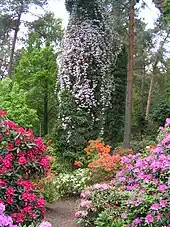 Rhododendronpark Gristede