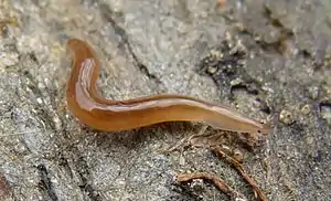 Rhynchodemus sylvaticus