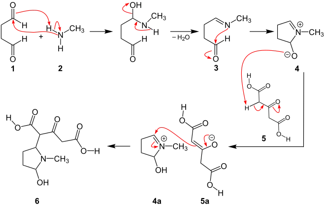 1. Teil des Reaktionsmechanismus der Robinson-Schöpf-Reaktion