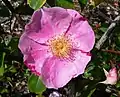 ‘Anemone’, J.&nbsp;C. Schmidt, 1896