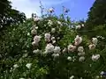 Rosa 'New Dawn'