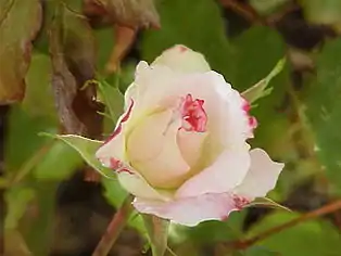 ‘Abigaile’, Tantau, 1988
