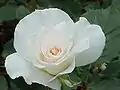 ‘Margaret Merril’, Harkness, 1980