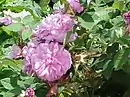 ‘Marie de Bourgogne’, Vibert, um 1850