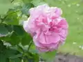 ‘Mary Rose’, Austin, 1982