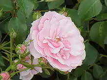 ‘Bonica ’82’, Meilland, 1982