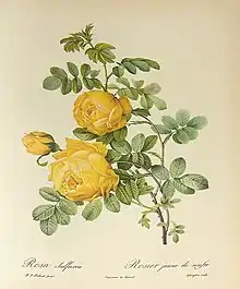 Abbildung Rosa sulfurea aus Les Roses
