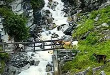 Hausziegen auf und bei der Holzbrücke über den Jungbach des Wanderwegs von St. Niklaus Dorf auf die Alp Jungen (Jungerweg).