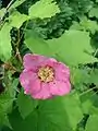 Cochleare Deckung bei Rubus odoratus