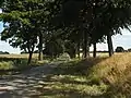 Allee bei Ruester Krug