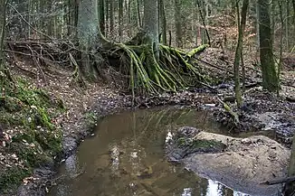 Mäander mit typischen Prallhang
