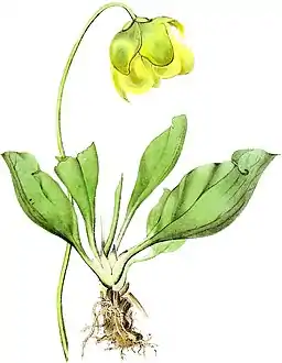 Varietät der Roten Schlauchpflanze (Sarracenia purpurea var. heterophylla)