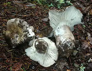 Schwarzanlaufender Täubling