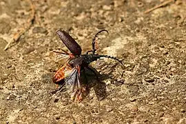 Sägebockmännchen beim Abflug