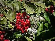 Roter Holunder