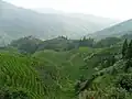 Reisfeld in Longsheng