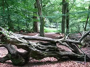Lichtes Waldbild und umgestürzte Hainbuche