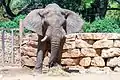 Afrikanischer Elefant